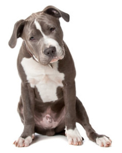 American Staffordshire Terrier